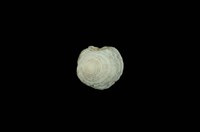 藏品(環蓋螺)的圖片